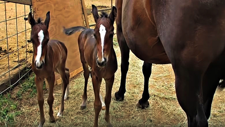 Baby Twin Horses Bucky and Lucky